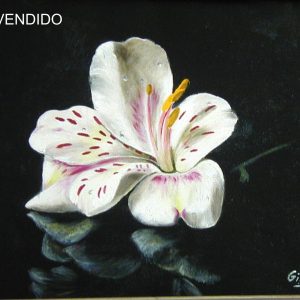 Orquidea