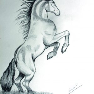 Caballo